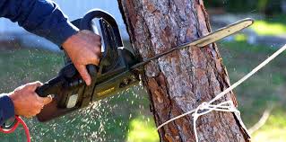 Best Tree Trimming and Pruning  in Essex, IL